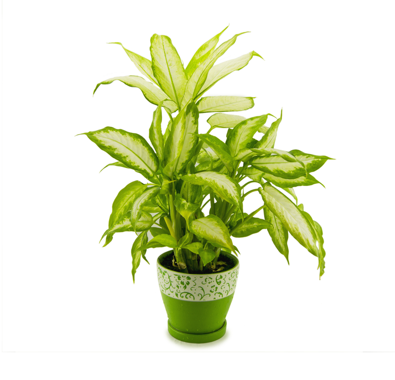 Revamp Your Balcony Oasis with Privacy-Boosting Tall-Potted Plants